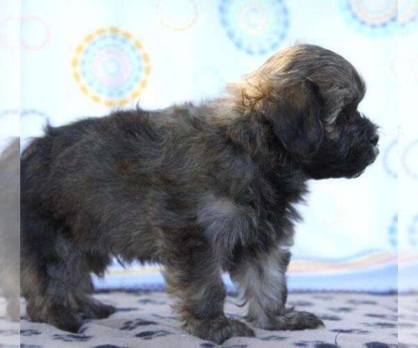 Medium Photo #4 Havanese Puppy For Sale in DANVILLE, PA, USA