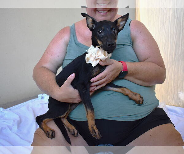 Medium Photo #2 Mutt Puppy For Sale in McKinney, TX, USA