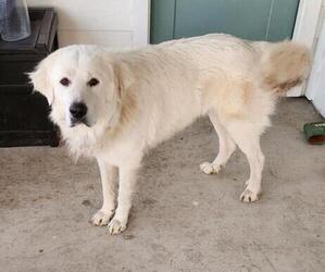 Great Pyrenees Dogs for adoption in BLUM, TX, USA