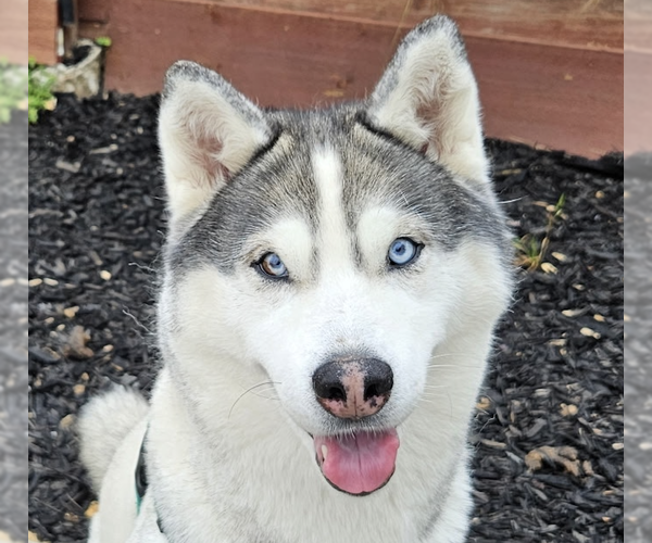 Medium Photo #1 - Mix Puppy For Sale in San Ramon, CA, USA