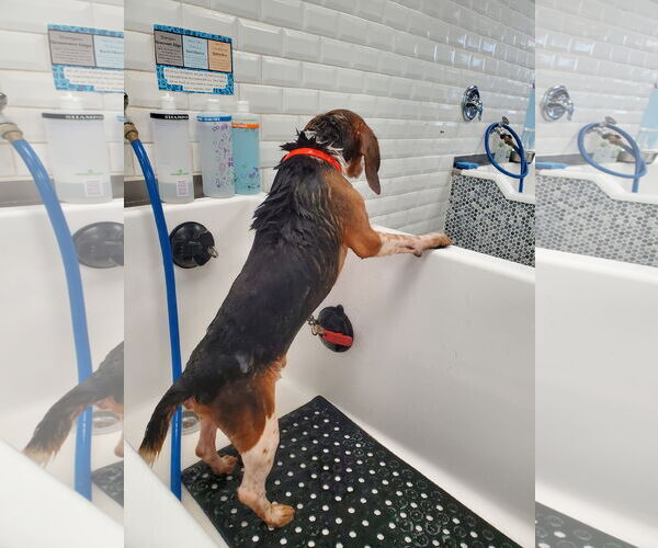 Medium Photo #6 Beagle Puppy For Sale in Tampa, FL, USA