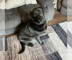 Small Mutt