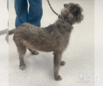 Small #1 Irish Wolfhound Mix