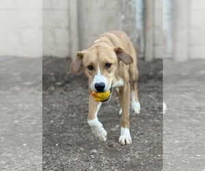 Basenji-Carolina Dog Mix Dogs for adoption in Corning, AR, USA