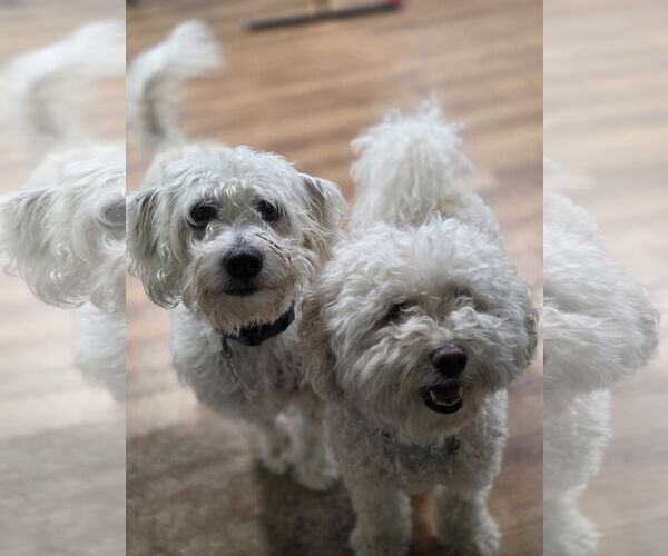 Medium Photo #3 Bichon Frise-Unknown Mix Puppy For Sale in Clarkston, MI, USA