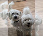 Small #2 Bichon Frise Mix