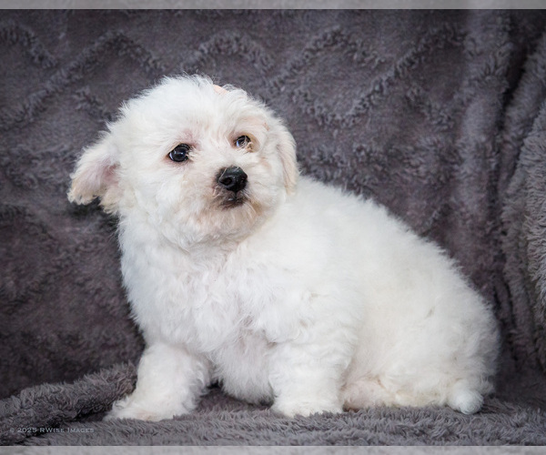Medium Photo #7 Bichon Frise Puppy For Sale in WAKARUSA, IN, USA