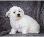Small #6 Bichon Frise