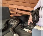 Small #3 American Pit Bull Terrier Mix