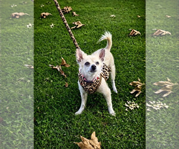 Medium Photo #4 Chihuahua Puppy For Sale in Menifee, CA, USA