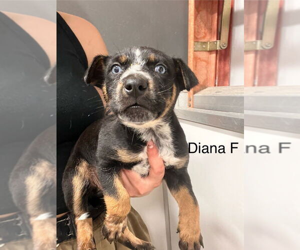 Medium Photo #1 Mutt Puppy For Sale in Studio City, CA, USA