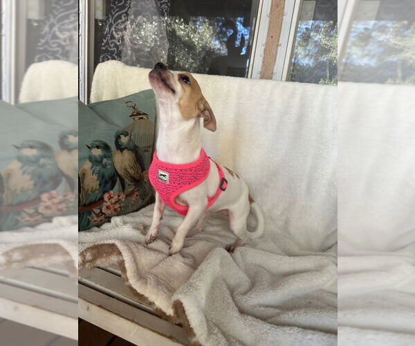 Medium Photo #2 Chihuahua Puppy For Sale in Oak Bluffs, MA, USA