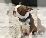 Small Photo #1 Boston Terrier Puppy For Sale in SOUTHPORT, NC, USA