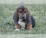 Small Photo #4 Basset Hound Puppy For Sale in MEMPHIS, MO, USA