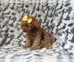 Small #9 Cavapoo