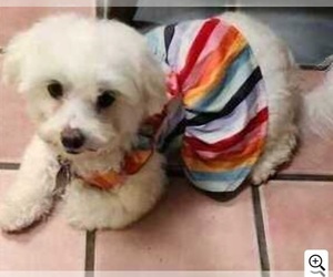 Mother of the Maltese puppies born on 11/20/2024