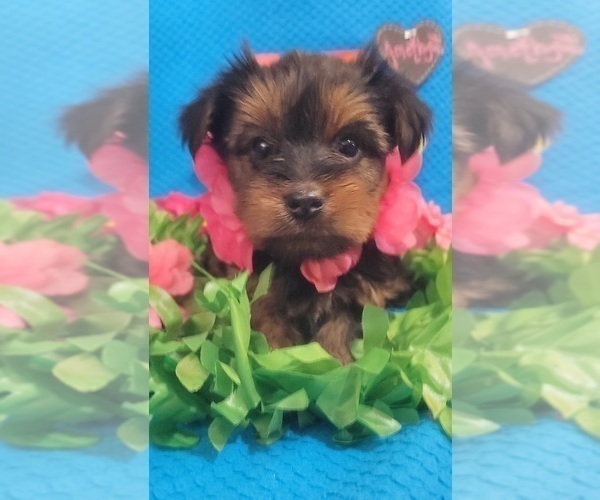 Medium Photo #9 Yorkshire Terrier Puppy For Sale in AKRON, OH, USA