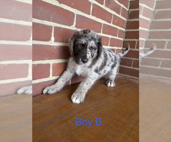 Medium Photo #1 Aussiedoodle Puppy For Sale in DAYTON, OH, USA