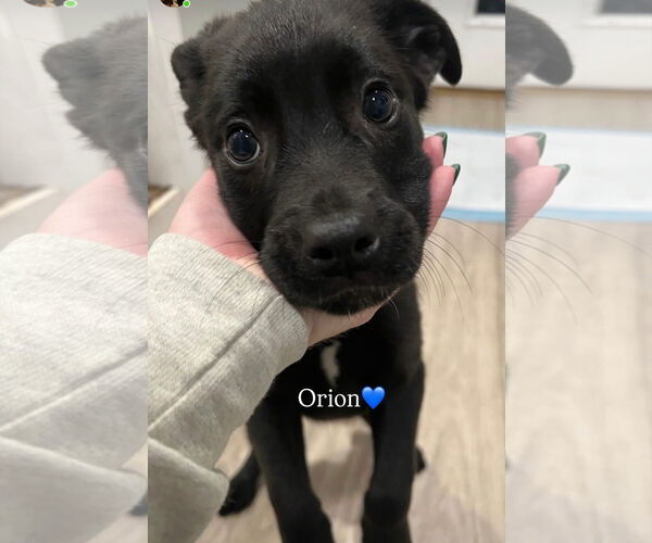 Medium Photo #1 Mountain Cur-Plott Hound Mix Puppy For Sale in Jackson Township, NJ, USA