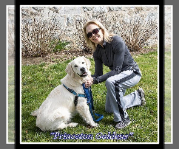 Medium Photo #16 English Cream Golden Retriever Puppy For Sale in PRINCETON, WV, USA