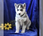 Small Photo #4 Siberian Husky Puppy For Sale in BIRD IN HAND, PA, USA