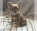 Small #13 French Bulldog