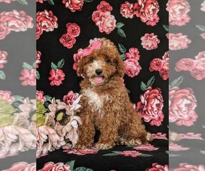 Poodle (Miniature) Puppy for sale in QUARRYVILLE, PA, USA