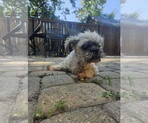Medium Shih Tzu Mix