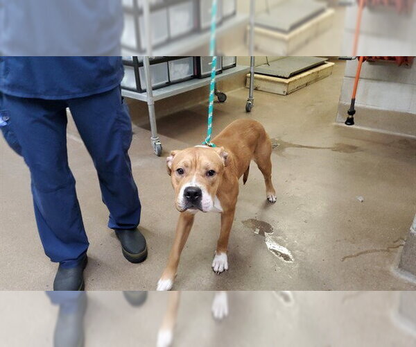 Medium Photo #1 Boxer-Unknown Mix Puppy For Sale in Aurora, IL, USA
