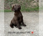 Small Photo #2 Labrador Retriever Puppy For Sale in SYLVA, NC, USA