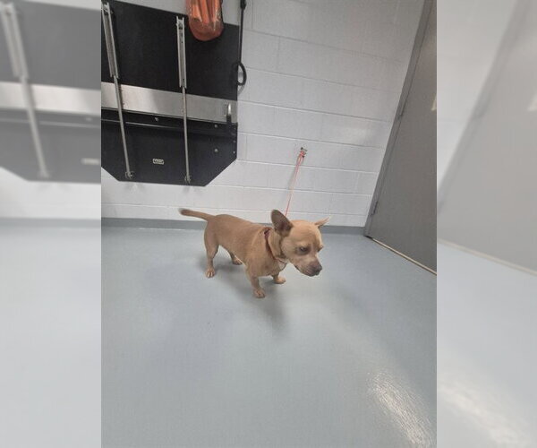 Medium Photo #1 Dachshund-Unknown Mix Puppy For Sale in St. Cloud, FL, USA