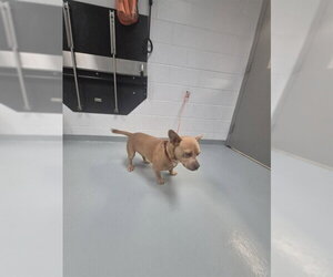 Dachshund-Unknown Mix Dogs for adoption in St. Cloud, FL, USA
