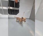 WAFFLE - Male Dachshund-Unknown Mix Dog for Adoption - Small photo