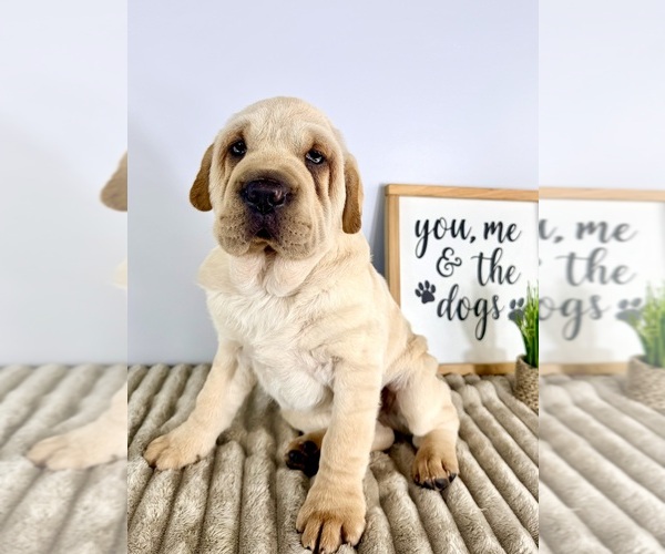 Medium Photo #5 Cocker-Pei Puppy For Sale in GREENFIELD, IN, USA