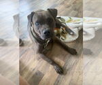 Small #8 Mountain Cur-Staffordshire Bull Terrier Mix