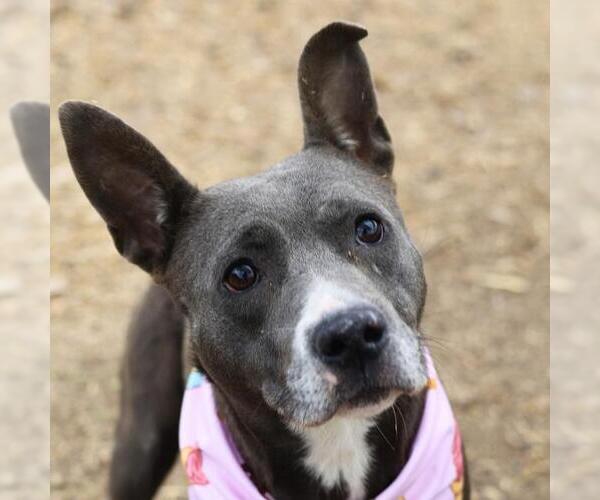 Medium Photo #2 Staffordshire Bull Terrier Puppy For Sale in San Antonio, TX, USA