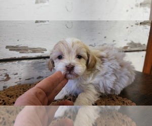 Mal-Shi-Poodle (Miniature) Mix Litter for sale in GREENWOOD, WI, USA