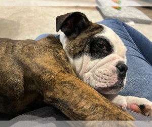 English Bulldog Puppy for sale in KUNKLETOWN, PA, USA