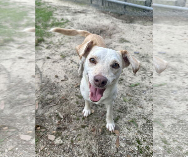 Medium Photo #3 Mutt Puppy For Sale in Eastman, GA, USA