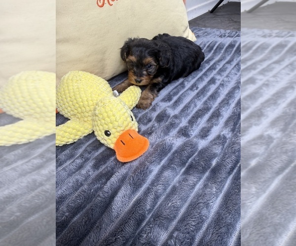 Medium Photo #4 Yorkshire Terrier Puppy For Sale in FENTON, MI, USA