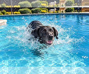 Gabby - Female Labrador Retriever Dog for Adoption - Photo #2