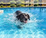 Small Photo #2 Labrador Retriever Puppy For Sale in Clovis, CA, USA