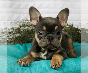 French Bulldog Puppy for sale in LITITZ, PA, USA