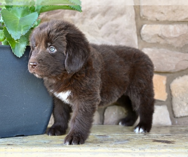 Medium Photo #6 Newfoundland Puppy For Sale in MILLERSBURG, OH, USA