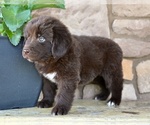 Small #5 Newfoundland