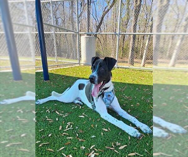 Medium Photo #2 Labrador Retriever-Unknown Mix Puppy For Sale in Baytown, TX, USA