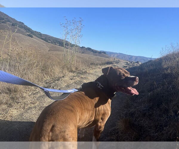 Medium Photo #3 Staffordshire Bull Terrier Puppy For Sale in Chandler, AZ, USA
