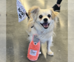 Small #4 Pekingese Mix