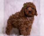 Small #3 Poodle (Toy)