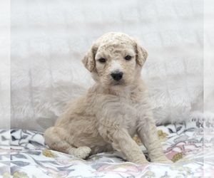 Goldendoodle Puppy for sale in CHERRY CREEK, NY, USA